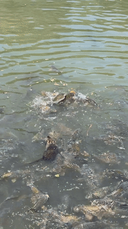 Nutria and fish share a pond in a Stara Zagora park
