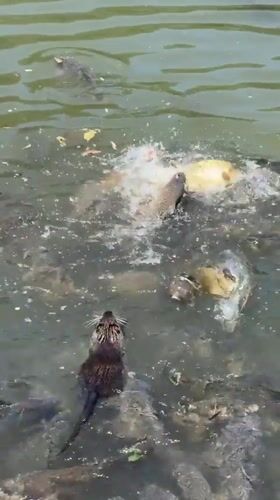 Nutria and fish share a pond in a Stara Zagora park