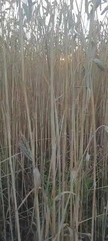 The video shows a close-up view of a wheat field during what appears to be sunset or sunrise. The stalks of wheat are dry and golden brown, with some appearing to be bent or leaning. The sun is visible in the background, peeking through the stalks and casting a warm, hazy light. The camera pans slightly upwards, revealing the tops of the wheat stalks and the sky. There are no people or animals visible in the video. The environment is agricultural, with a focus on the texture and color of the ripe wheat.