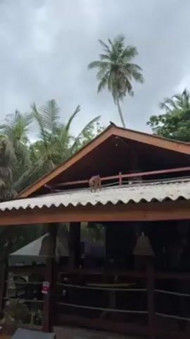 A brown dog stands on the corrugated metal roof of a wooden structure with an A-frame roof. A palm tree is visible in the background, and the sky is overcast.