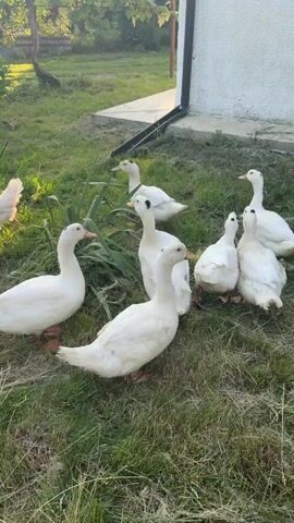 A group of white ducks are scattered across a grassy yard near a white building with a black downspout. The sun is shining, creating lens flare in some of the frames. In some frames, chickens can be seen in the background. The ducks appear to be pecking at the ground and interacting with each other.