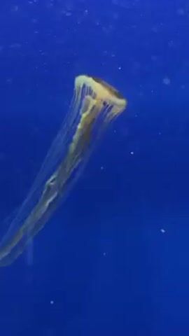 The video shows a jellyfish swimming in a tank. The jellyfish has a brownish-orange bell and long, translucent tentacles. The background is a solid blue color. The water appears to be clear, with some small particles visible. The jellyfish is moving slowly and gracefully through the water.  There are voices in the background.