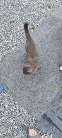 A gray cat with yellow eyes is lying on a pebbly surface next to a rough gray mat. The cat is holding a small, white, rectangular object in its mouth. A human foot wearing a gray sandal is visible in the bottom right corner of the frame. The scene appears to be outdoors, possibly a yard or driveway, with gravel and a dark tarp-like material in the background. The lighting suggests it could be daytime, but no specific time or weather is discernible. The cat's expression is neutral, and the overall mood is calm and observational. There is no visible text in the media file.