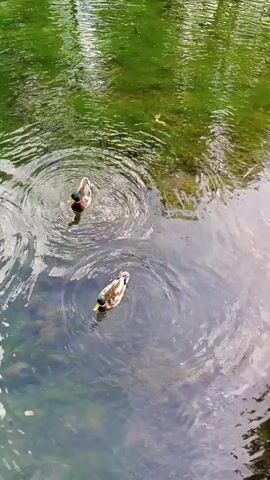 This video shows two ducks swimming in a pond. The water is green and has ripples on the surface. The ducks are brown and white with some yellow on their bills. The sun is shining, as indicated by the bright reflections on the water. The scene appears to be in a park or natural area, given the presence of trees reflected in the water. The ducks seem to be calmly swimming and interacting with each other. There are no people visible in the video. No text is visible in the media file.