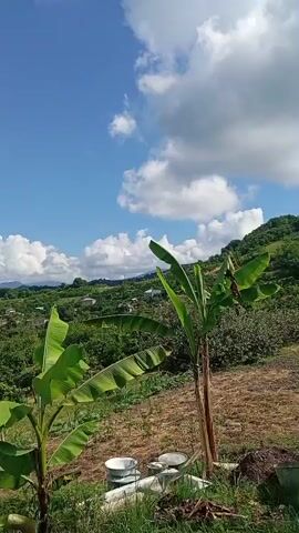 A video taken from a slightly elevated perspective shows a rural landscape under a bright blue sky with scattered white clouds. In the foreground, two banana plants with large green leaves are visible. The ground slopes downwards and is covered in grass and some tilled soil. Several wooden stakes are planted in the soil, possibly marking a garden bed. In the midground, a small village with scattered houses with light-colored roofs is nestled amongst lush green hills and trees. Further in the distance, rolling mountains are visible against the horizon. The overall scene depicts a serene, sunny day in a rural, hilly region.