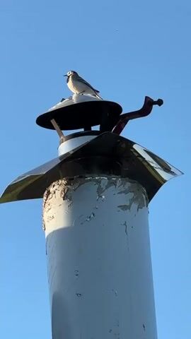 The video shows a white wagtail perched on top of a chimney against a clear blue sky. The chimney is a weathered, cylindrical structure, with peeling white paint and a metallic cap. A red, arm-like piece of metal is attached to the chimney near the top. The bird is facing left, with its white and grey plumage visible.