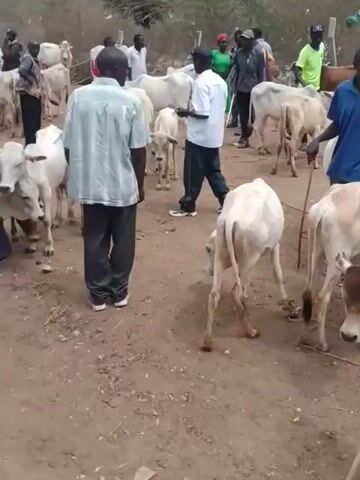 The video opens with a view of a dusty, outdoor market scene where several light-colored cattle are being held on leashes. A group of men, dressed in casual clothing, are scattered amongst the animals. Some are holding ropes attached to the cattle, while others appear to be observing or discussing. The environment is dry and appears to be a rural area, with sparse vegetation in the background and a slightly overcast sky. The camera pans slightly, showing more individuals and cattle, indicating a lively market or sale in progress. The overall impression is one of a busy, open-air livestock trading event.
