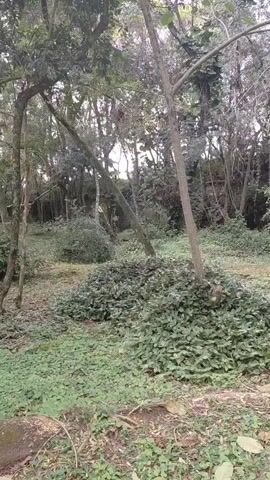 The video shows a park with a path made of stones and moss. There are many trees and green plants in the park. In the background, there are some stone structures. The video pans from left to right, showing different parts of the park.