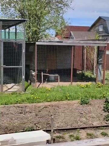 The scene shows two outdoor chicken coops made of wire mesh and wood under a partly cloudy sky. The smaller coop on the left is taller and narrower. The larger coop is longer and wider, with a hinged roof. The coops sit on a grassy area dotted with yellow dandelions. A tilled garden bed is in the foreground. In the background are houses with red roofs and green trees. The camera is static, and a rooster crowing can be heard.