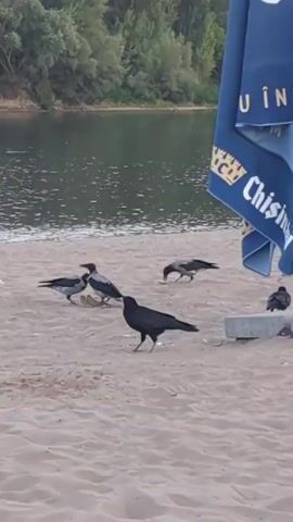 The video shows a sandy beach next to a body of water. Several crows are foraging on the sand. Two crows are interacting closely near the center, appearing to share food. Another crow is to their right, also pecking at the sand. A fourth crow is further to the left, also looking for food. In the background, trees line the opposite bank of the water, and a portion of a blue umbrella with text is visible on the right side of the frame. The overall scene is one of wildlife in a natural outdoor setting.