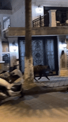 Wild boar family roams Fethiye streets near illuminated marina