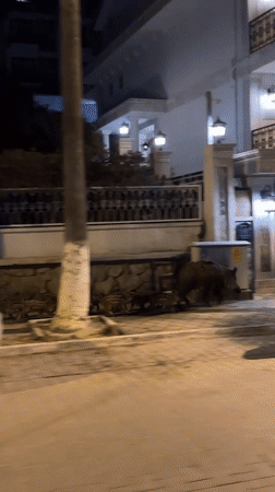 Wild boar family roams Fethiye streets near illuminated marina