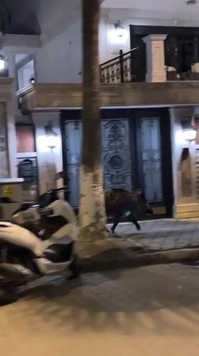 Wild boar family roams Fethiye streets near illuminated marina