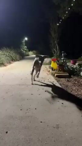 A large, grey dog walks toward the camera on a concrete path at night. A street light illuminates the path ahead, and foliage lines either side. A small garden area with pots and various items sits to the right of the path. String lights are visible in a tree beyond the garden. The dog is blurry, suggesting movement.