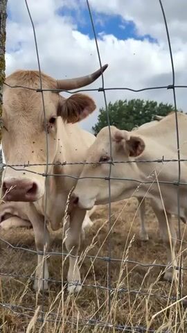 The video shows two cows behind a wire fence. The cow on the left is closer to the camera and is facing forward. The cow on the right is slightly further away and is also facing forward. A hand reaches into the frame from the right side of the screen and appears to be interacting with the cow on the left. The cows are light brown in color and have horns. They are in a grassy field with trees and a cloudy sky in the background. There are flies on the faces of the cows.