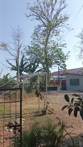 The video shows an outdoor scene with a clear blue sky. In the foreground, there are several potted plants and a metal gate. Behind the gate, there is a small dog lying down. In the middle ground, there is a young tree in a pot and a structure made of white metal poles. Further in the background, there are more trees, including a large, mature tree with sparse leaves, and a building with a red roof and a gray wall. The overall impression is of a somewhat neglected yard or garden area. The camera is static and the video is very short, lasting only a few seconds. There is no audible sound.
