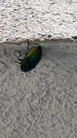 This media file features a close-up, slightly shaky video of a metallic green and iridescent beetle crawling on a textured, white wall. The beetle is the sole subject, and its body exhibits a shimmering quality, shifting between green, gold, and hints of red and blue as it moves. Its legs are visible, splayed out as it navigates the rough surface. The wall appears to be an exterior surface, possibly stucco or concrete, with visible imperfections and shadows that suggest an outdoor setting. The lighting is bright, indicating daylight, but the specific time of day and weather conditions are not discernible. There are no people, text, or other discernible objects in the frame. The focus is entirely on the beetle and its movement across the wall. The overall impression is a macro-level observation of an insect in its environment, likely a casual capture of nature. The location context of Vicenza, Italy, provides a geographical setting, but no specific landmarks or clues within the video itself confirm this.
