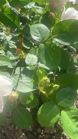 A close-up video shows a pale pink rose blooming in soft daylight, with green leaves and soil visible in the background. The camera slowly pans over the rose, highlighting its delicate petals and soft colors. The rose is the primary subject, and its natural beauty is emphasized by the shallow depth of field and the natural lighting.