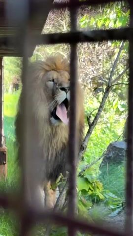 A male lion, with a large blonde and brown mane, stands upright in an outdoor enclosure, visible through out-of-focus metal bars in the foreground. The lion yawns widely, exposing its pink tongue and sharp teeth. After closing its mouth, it licks its nose. Green foliage and a wooden structure are visible behind the lion. Human voices are audible in the background.