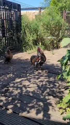 A group of chickens are in a yard. The chickens are walking around and interacting with each other. The yard is sunny and there are plants and trees in the background. There is a black plastic structure in the background.