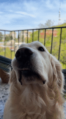Golden retriever in sunglasses filmed on Tbilisi balcony
