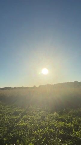 The video shows a sunlit field with green grass and a clear blue sky. The sun is bright and casts rays of light across the scene. In the foreground, there is lush green vegetation. In the middle ground, there is a path or clearing, and further back, there is a line of trees and vegetation. A single fir tree is prominently featured on the left side of the frame. The overall impression is of a peaceful, rural landscape bathed in the warm light of the sun.