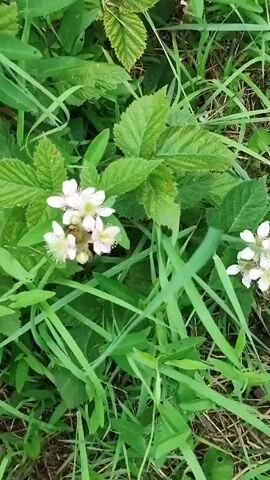 The video shows a close-up, shaky view of a cluster of white and light pink blackberry flowers with green leaves and grass surrounding them. Several small insects are visible on the flowers. The focus shifts slightly throughout the short clip.