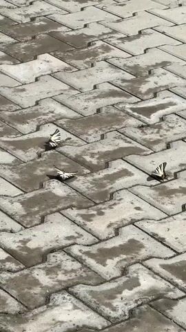 The video shows three butterflies with black and white striped wings resting on a wet, grey interlocking brick pathway. The bricks are laid in a herringbone pattern and appear damp, with some puddles of water visible. The butterflies are scattered across the frame, with two closer to the left side and one on the right. The lighting suggests it is daytime, possibly after rain. The focus is on the butterflies and the texture of the wet pavement.