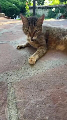 A close-up shot focuses on a tabby cat with green eyes and sharp teeth. The cat is lying on a brick patio, its mouth open as if yawning or meowing. The background shows greenery and a stone wall. The cat then lifts its head and moves closer to the camera, sniffing the ground. The video ends with a close-up of the cat's face, showing its teeth and whiskers.
