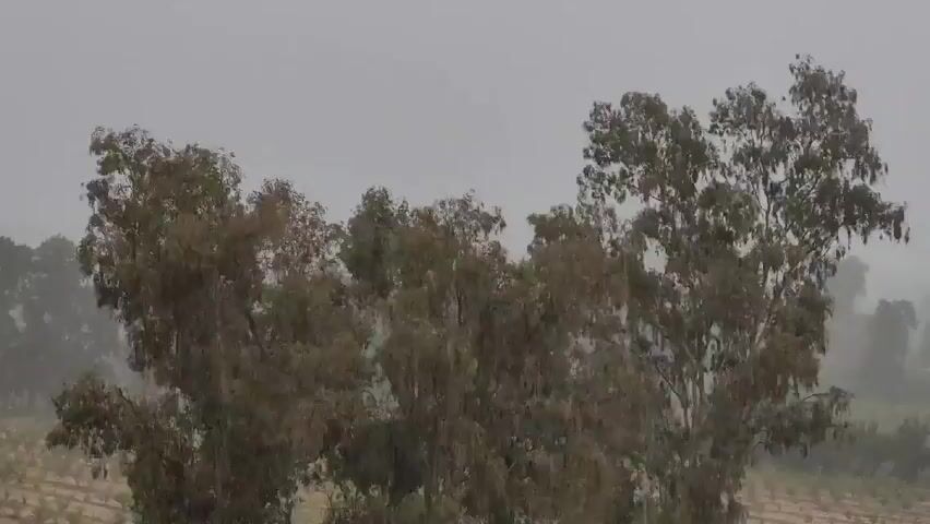 The video shows a scene of heavy rain in a rural environment. In the foreground, several trees with dense foliage are swaying in the wind. The background is obscured by a thick layer of rain or mist, which makes it difficult to distinguish details. It appears to be an agricultural area, as rows of crops or plants can be faintly seen in the distance. The overall lighting is dim and overcast.