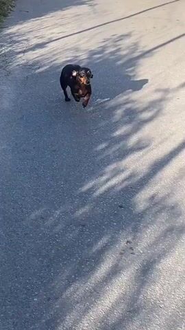 A small black and tan dachshund runs across asphalt dappled with shadows. The dog is in motion, its legs a blur. The dog's mouth is open, and it appears to be panting or excited. The background is out of focus, but suggests an outdoor environment with sunlight and pavement.