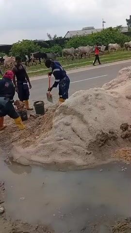The video shows three people mixing sand near a road. They are using shovels and buckets. Two of them are wearing blue and yellow overalls. There is a pile of sand next to them. In the background, a herd of cattle is walking along a grassy area next to the road. A motorcycle drives past. Blue barrels are positioned on the side of the road. A section of metal reinforcing bars and wooden forms is visible. The weather appears overcast.