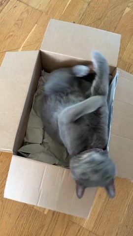 In this video, a grey cat is seen inside a cardboard box on a wooden floor. The cat is lying on its back with its legs in the air, appearing to be playful or relaxed. The box is open, and the cat is the sole occupant. The lighting suggests it is daytime. The setting appears to be indoors, possibly a home environment in Lørenskog, Norway, given the provided context. The cat's posture and movements convey a sense of comfort and amusement. There is no visible text in the video.