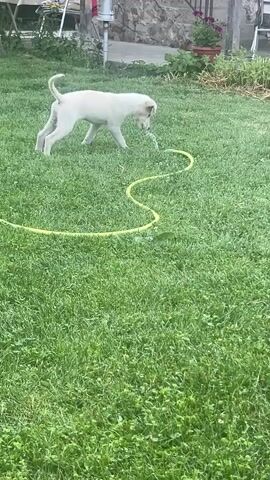 This media file captures a playful scene in a grassy backyard. The primary subjects are a young, light-colored dog and a yellow garden hose. The dog is actively engaged with a stream of water spraying from the hose, appearing curious and perhaps a little tentative as it interacts with the water. Its body language suggests playful exploration.

The setting is a well-maintained lawn, characteristic of a residential backyard. In the background, there are hints of a house with stone accents and some potted plants, suggesting a temperate climate conducive to outdoor activities. A person's legs, wearing shorts and barefoot, are visible in the upper right portion of the frame, indicating human presence and possibly the one operating the hose. The sunlight suggests it is daytime, likely a warm day given the clothing of the person and the dog's activity.

The activity is centered around the dog's interaction with the water from the hose. The water stream creates small splashes and droplets, adding a dynamic element to the scene. The dog's focus on the water stream and its slightly bent posture indicate engagement and interest. There are no visible text elements within the media file. The overall mood is lighthearted and captures a moment of simple, natural fun. The location context of Parvomay, Bulgaria, places this scene within a specific geographical setting.