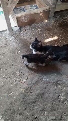 A black and white cat lies on the ground, with a smaller tabby kitten nestled against its side. The kitten is moving, while the mother cat appears to be resting. The environment is outdoors, with dirt and loose gravel on the ground. In the background, there is a wooden structure, possibly a shelter or enclosure. The lighting suggests it is daytime, with some sunlight casting shadows.