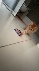 Orange kitten plays with toy cars in Khimki bathroom