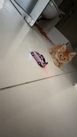 Orange kitten plays with toy cars in Khimki bathroom