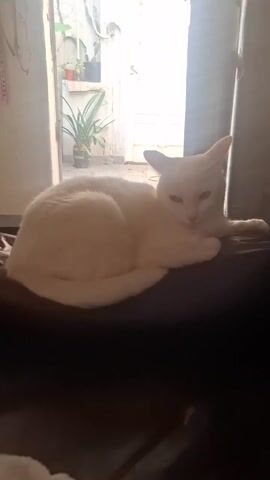 The video shows a white cat lying on a dark surface, possibly a couch. In the background, a bright outdoor space is visible through an open door, revealing plants. The camera then moves quickly to a brown dog, focusing closely on its eye.