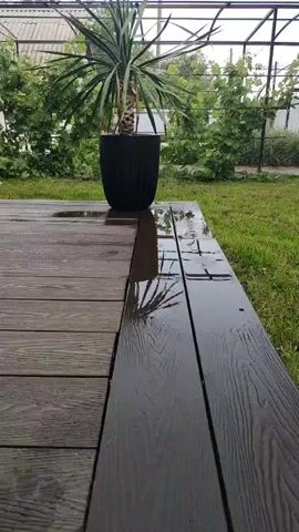 This is a close-up shot of a dark wooden deck after a rain shower, with puddles of water reflecting the palm-like plant in the black pot. The plant stands prominently on the deck, its leaves reaching upwards. The background reveals a lush green lawn and a dense green foliage, possibly a garden or vineyard, bordered by a fence and a greenhouse structure. The lighting suggests it might be daytime, possibly overcast or after rain. The scene evokes a sense of tranquility and freshness, likely set in a residential outdoor space. No text is visible in the media.