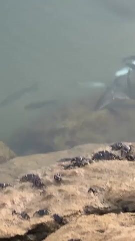 A group of small crabs are scattered on a rocky, sandy shore. The water is murky and filled with several fish swimming near the shore. The sun is shining brightly, creating reflections on the water.