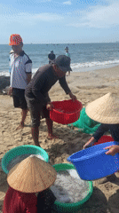 Fresh catch being sorted on a Da Nang beach