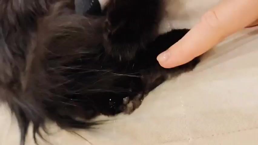 A close-up shot shows a black cat's paw with a white bandage on its leg. A person's finger touches the paw, and the cat turns its head to look at the camera, its yellow eyes narrowed. The cat is lying on a light-colored, textured surface, likely a bed or couch. In the background, a shelf with various items, including boxes, is visible. The cat's fur is long and dark.