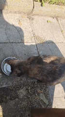 Tabby cat feeds in urban park courtyard