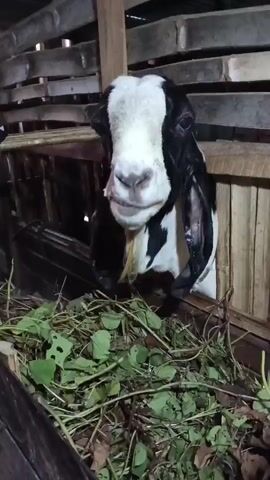 A goat with black and white markings stands in a wooden pen with a feeding trough full of green vegetation. The goat has large ears and is looking directly at the camera with its mouth slightly open, revealing its teeth. The goat then lowers its head to eat the vegetation. The pen appears to be made of rough wood and bamboo.