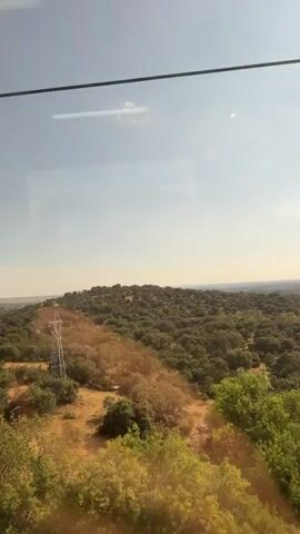 The video shows a wide, panoramic view of a landscape from an elevated vantage point, likely from a moving vehicle such as a train or cable car, as suggested by the horizontal black line near the top of the frame, which appears to be a cable or a part of the vehicle's structure. The foreground is dominated by dry, yellowish grass and scattered green bushes, indicating a sunny and possibly arid environment. Beyond the immediate foreground, the land slopes downwards and unfolds into a vast expanse covered with a dense forest of relatively small, rounded trees, likely olive trees or similar Mediterranean vegetation. The trees are predominantly dark green, creating a textured carpet across the rolling hills. The light suggests it is daytime, with a clear or partly cloudy sky. The horizon is visible in the distance, where the land meets the sky. There are no people or animals visible in the frame. The overall impression is one of natural scenery, possibly rural or semi-rural, seen from a moving viewpoint.
