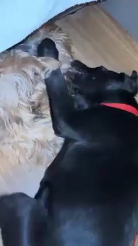 Two dogs, one black and one light brown, are lying together on a wooden floor. The black dog is on its side, facing the light brown dog. The light brown dog is nestled against a white blanket. The black dog has a red collar. The dogs are interacting closely, possibly playing or cuddling. The scene is dimly lit.