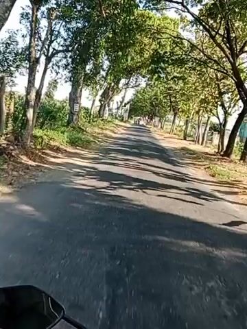 The video shows a paved road lined with trees casting shadows on the asphalt. The camera appears to be mounted on a moving vehicle, possibly a motorcycle, as indicated by the presence of a handlebar-like object in the lower left corner of the frame. On the left side of the road, there is vegetation and a few signs attached to trees. The sky is visible and appears to be clear. In the second clip, a person's hand and arm, wearing a jacket, enter the frame and point towards the road ahead. The video appears to be taken during the daytime, with bright sunlight.