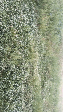 Rose harvest documented in rural Bulgarian mountain settlement