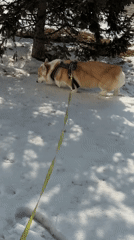 Corgi walks through snowy Krasnoyarsk streets and indoors