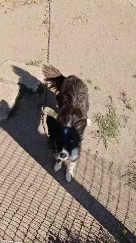 The video shows a black and white dog on a chain. The dog is lying on the ground in an outdoor area with dirt and some sparse vegetation. A shadow of the dog and a fence is cast on the ground. The dog appears to be resting or sleeping.